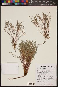 Euphorbia polycarpa image