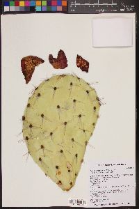 Opuntia engelmannii image