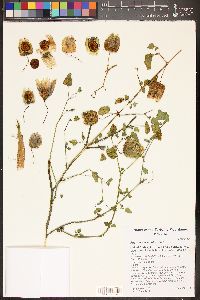 Physalis crassifolia image