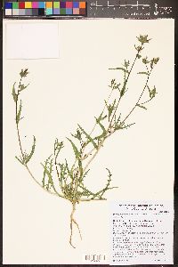 Mentzelia albicaulis image