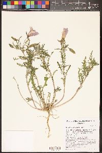 Oenothera albicaulis image