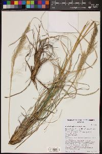 Muhlenbergia emersleyi image