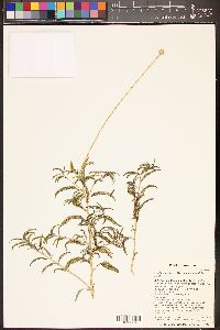 Encelia resinifera image