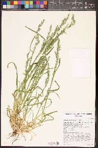 Poa bigelovii image