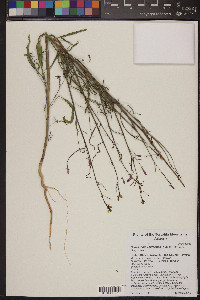 Eulobus californicus image