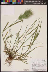 Bromus rubens image