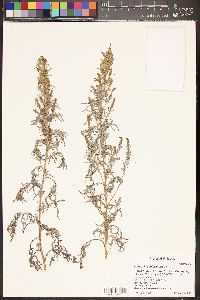 Ambrosia confertiflora image