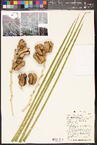 Yucca utahensis image