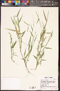 Eriochloa acuminata image