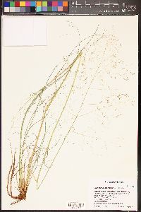 Eragrostis intermedia image