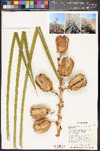 Yucca angustissima var. angustissima image