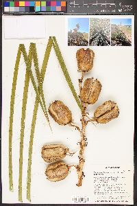 Yucca angustissima image