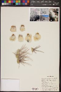 Echinocactus polycephalus image