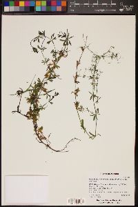 Galium mexicanum subsp. asperrimum image