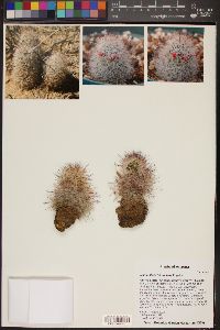 Mammillaria tetrancistra image