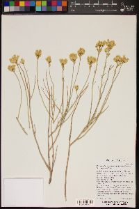 Ericameria nauseosa var. juncea image