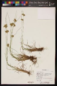 Juncus interior image