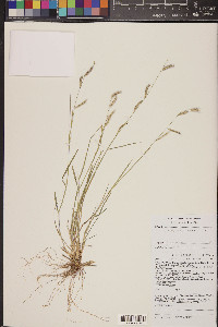 Bouteloua barbata var. rothrockii image