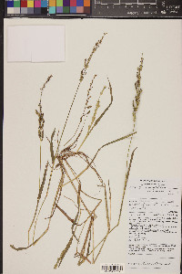 Echinochloa colona image