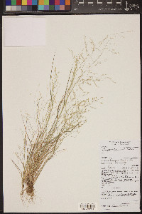 Eragrostis pectinacea var. miserrima image