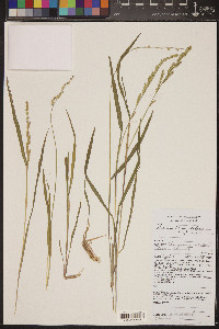 Echinochloa colona image