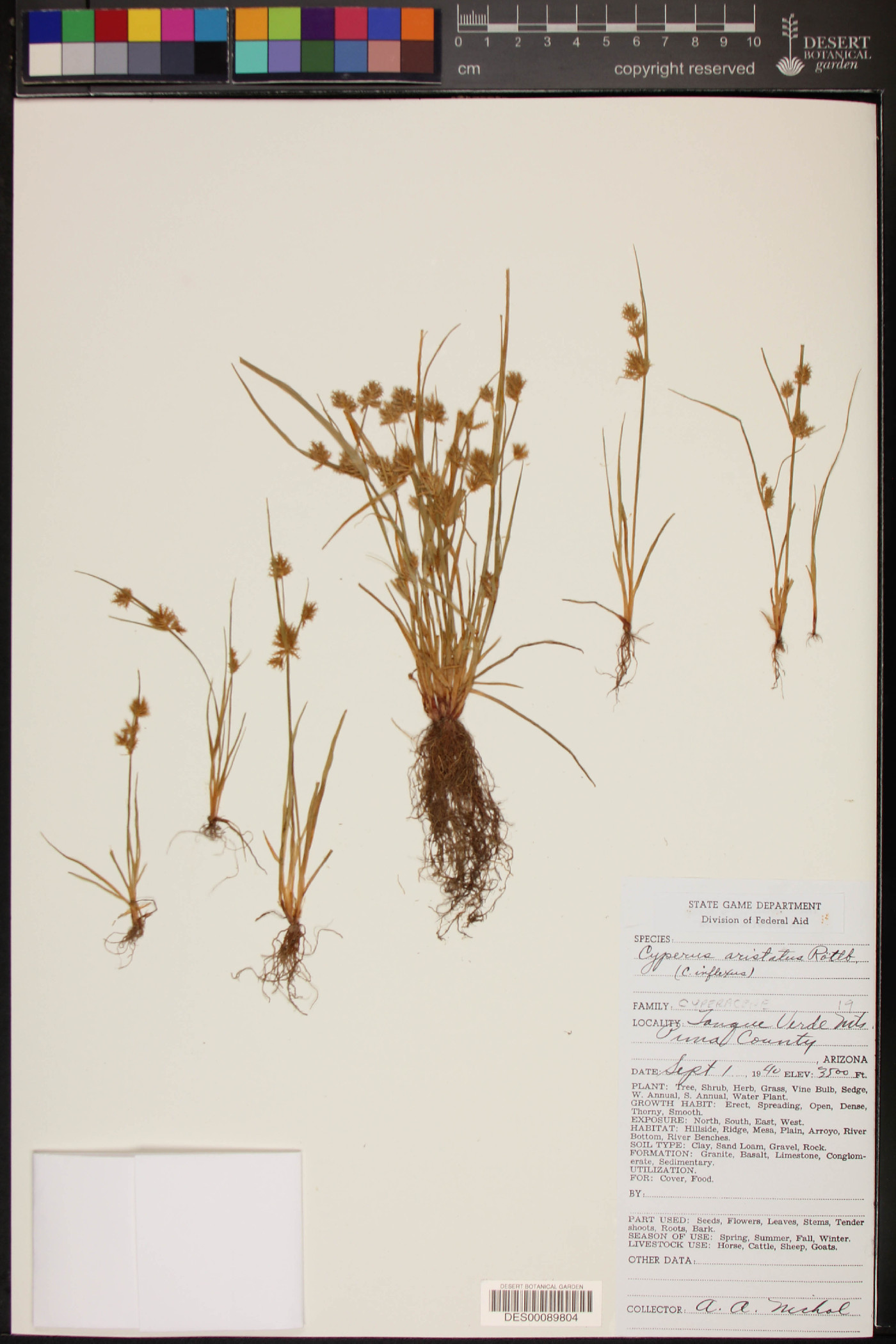 Cyperus squarrosulus image