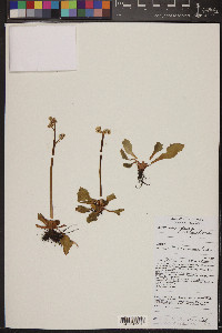 Saxifraga eriophora image