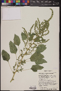 Amaranthus x tucsonensis image