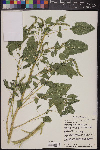 Amaranthus x tucsonensis image