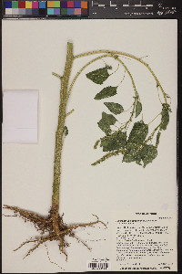 Amaranthus x tucsonensis image