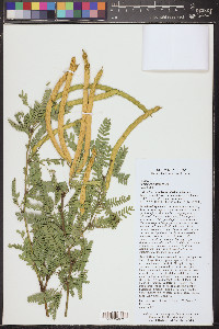 Prosopis velutina image