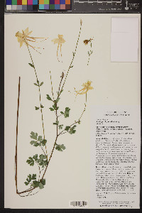 Aquilegia chrysantha image