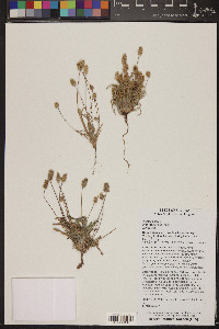 Plantago ovata image
