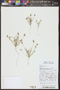 Plantago ovata image