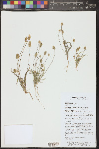 Plantago ovata image