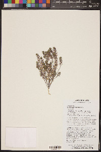 Lepidium lasiocarpum image