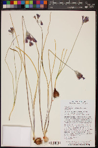 Dichelostemma capitatum image