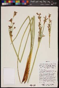 Juncus acutus subsp. leopoldii image