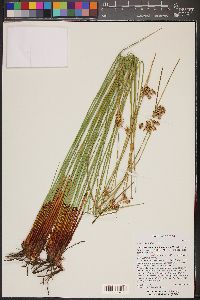 Juncus laccatus image