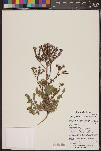 Phacelia petrosa image