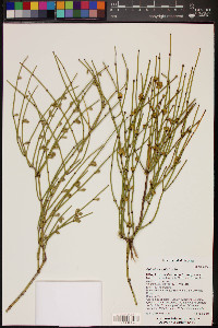 Ephedra viridis image