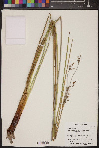 Juncus acutus image