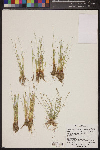 Eleocharis geniculata image