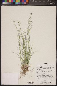 Bouteloua repens image