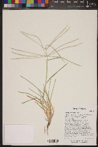 Chloris verticillata image