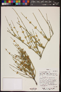 Ephedra torreyana image