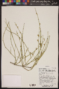 Ephedra nevadensis image