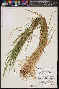 Agrostis exarata image