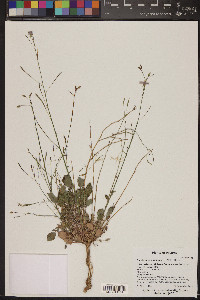 Chylismia multijuga image