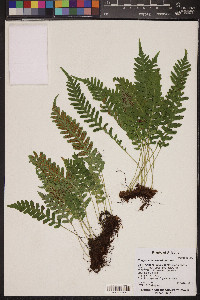 Polypodium hesperium image